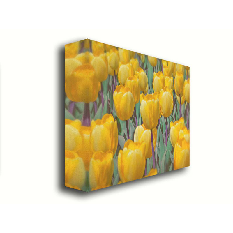 Golden Tulips par Hal Halli. Estampe numérique, H 30 po x l 40 po, Toile tendue, Ne s’applique pas