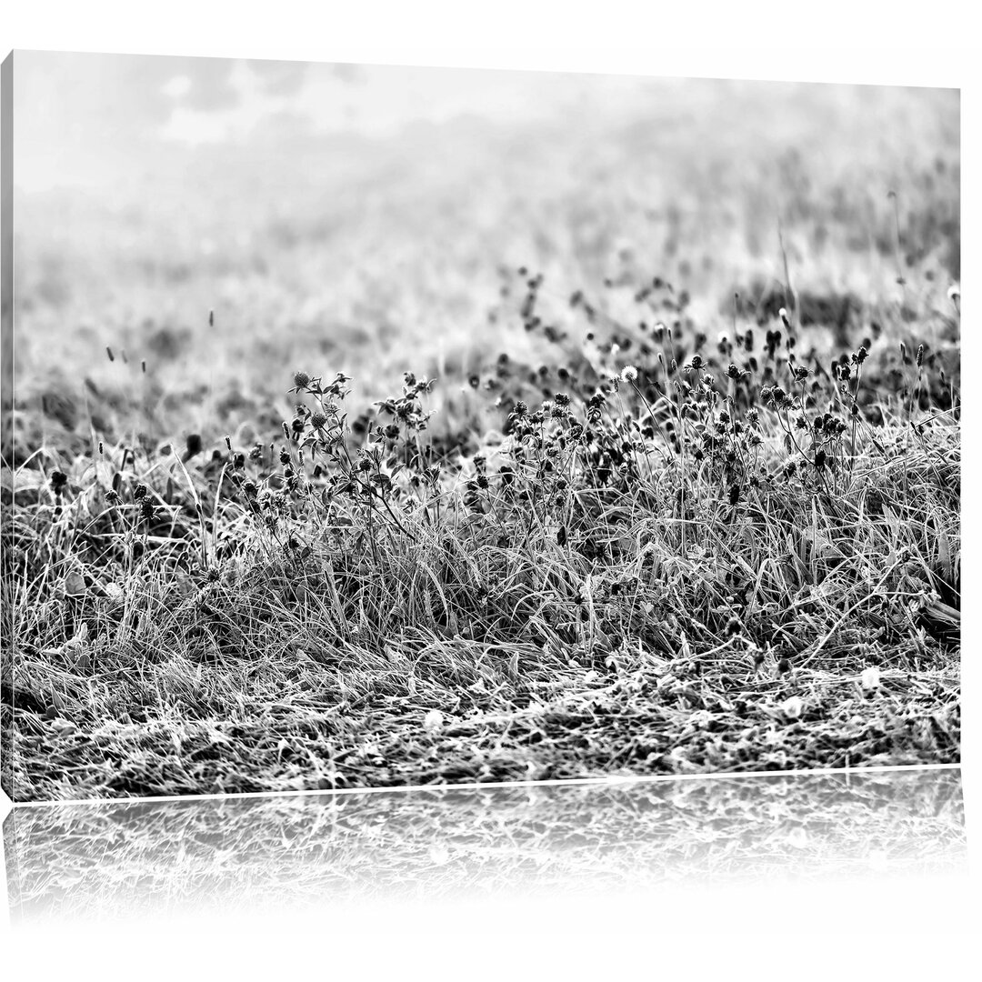 Leinwandbild Lila Diestel Feld im Retro Look in Monochrom