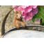 Cintre Beatrix Potter Squirrel Nutkin Pot