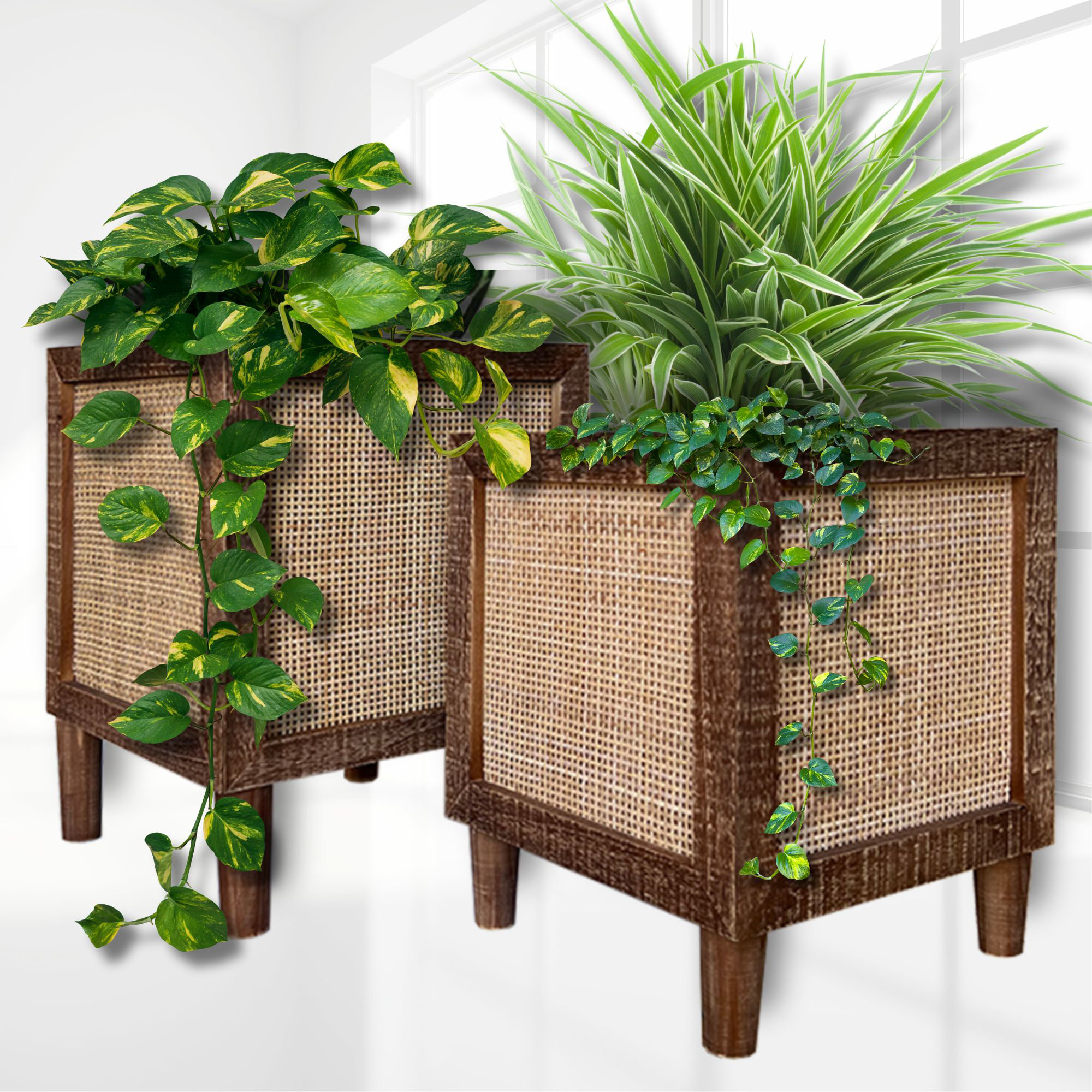 monstera hanging plant Monstera Siltepecana: Strong Vining Trailing Plant – Ed's Plant Shop