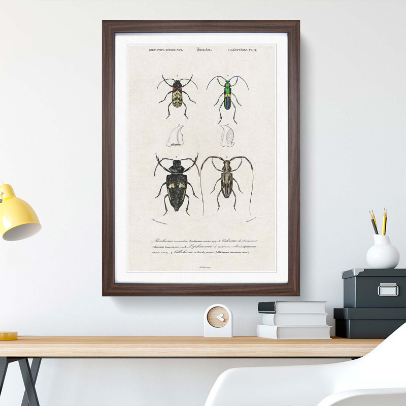 Beetle Illustrations PL.12 by Charles D'Orbigny - Single Picture Frame Print, 33cm H x 24cm W x 2cm D, Walnut Framed