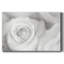 Rose Études II - reproduction sur toile tendue-977441090