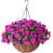 Lotus / fuchsia