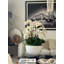 White Orchids In Glossy Fiberglass Bowl-656542986