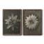Toile encadrée Blossfeldt-2052834719-2052834786