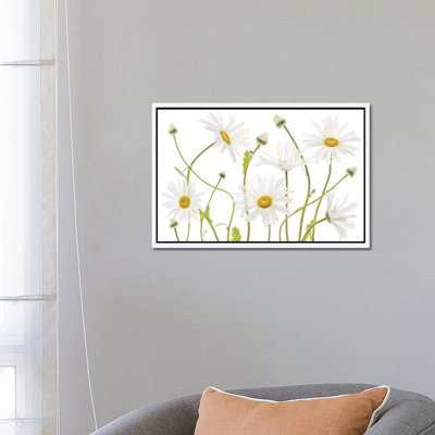 Ox Eye Daisies 1 Piece Wall Art on Canvas