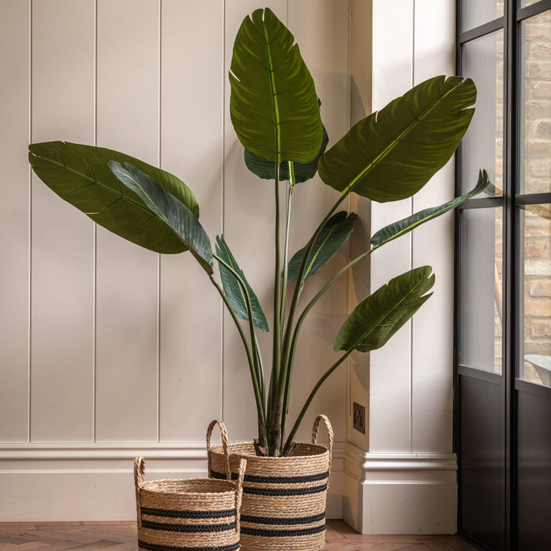 Potted Travellers Palm Tree, 120cm H x 18cm W x 13cm D