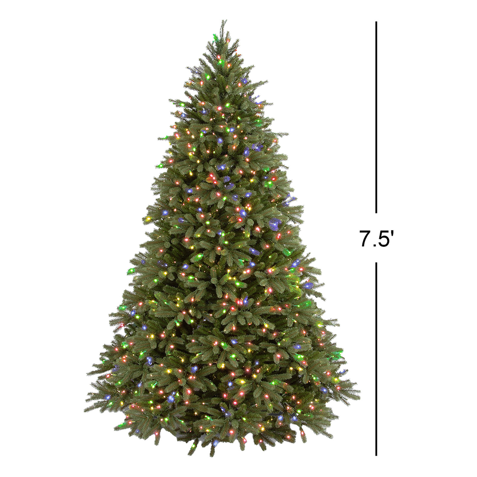  Jersey Fraser Fir Tree, 7.5' H