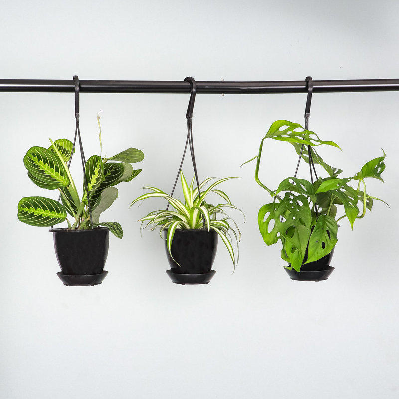 Pet-Friendly Lemon Lime Prayer Plant in 4" Black Hanging Pot