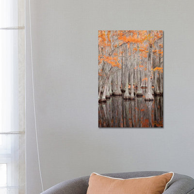 USA, George Smith State Park, Georgia. Fall Cypress Trees. by Joanne Wells - Wrapped Canvas Gallery-Wrapped Canvas Giclée