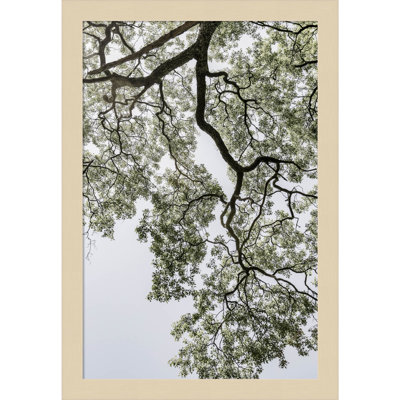 Pleasantville "Coastal Forest" Print