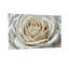 Plantes et fleurs, rose blanche, gros plan, détail de pétales-1977689951