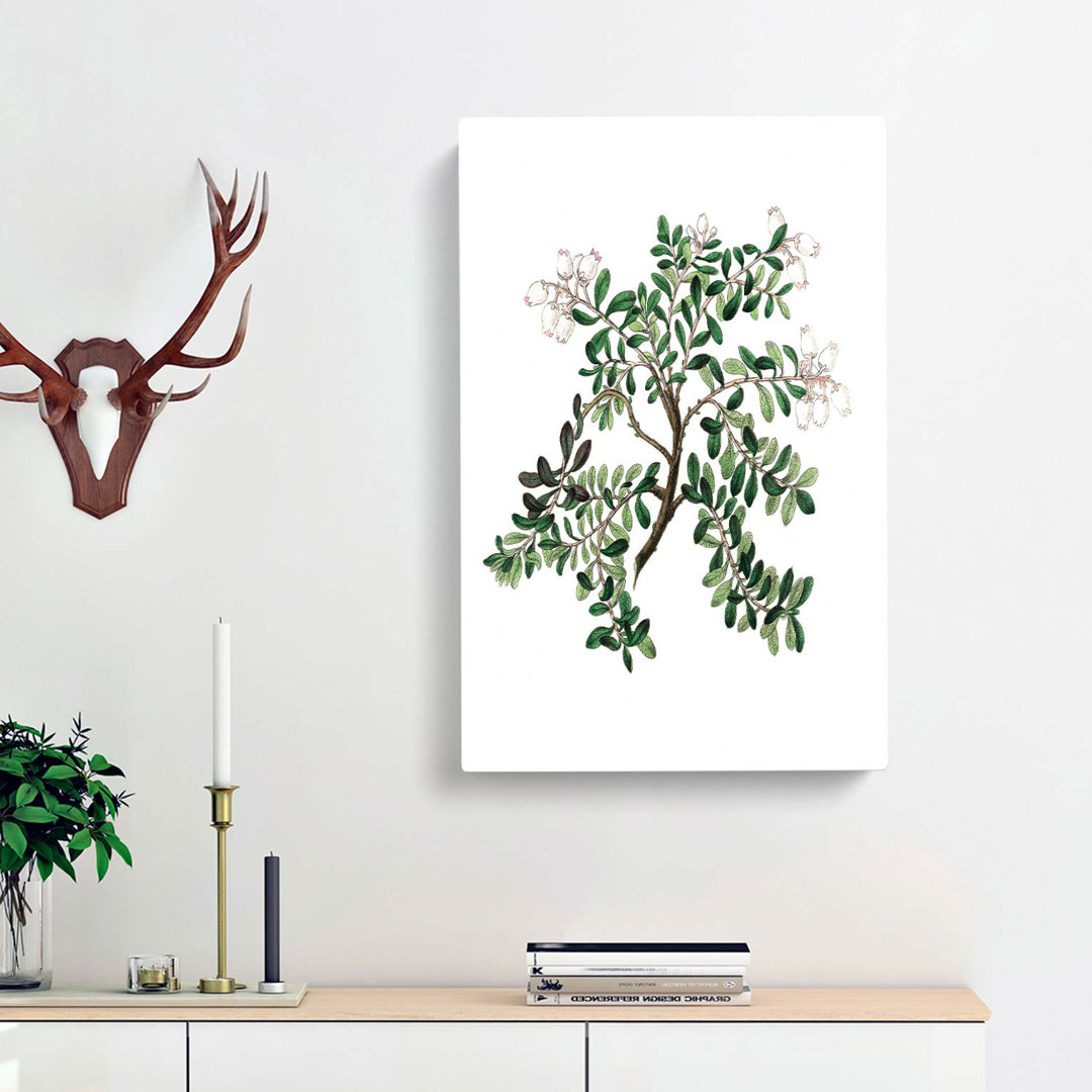 Bearberry Flowers Illustration - Wrapped Canvas
