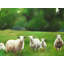 Fields of Sheep - Art sur toile blanc pour la décoration intérieure