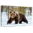Adult Grizzly Bear-107671339