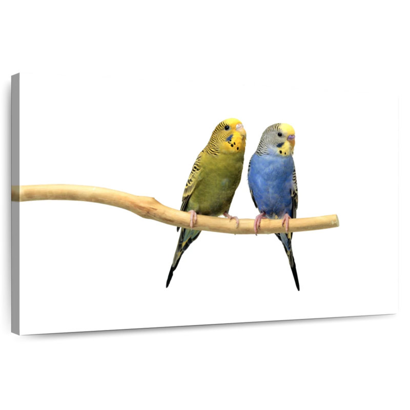 Parakeets, 8" H x 12" W