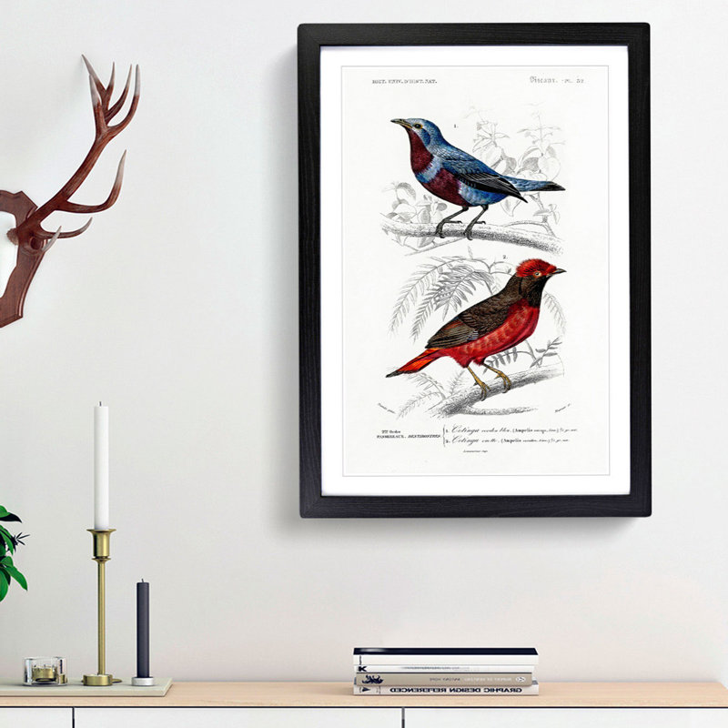 Bird Illustrations PL. 52 by Charles d Orbigny - Framed Print, 33cm H x 24cm W x 2cm D, Black Framed