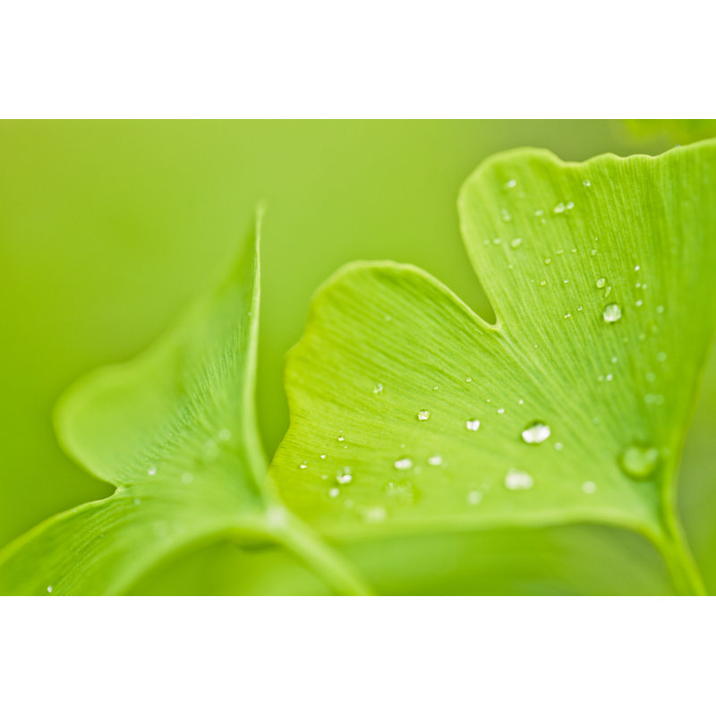 Ginkgo Biloba par Mmeemil, H 32 po x l 48 po