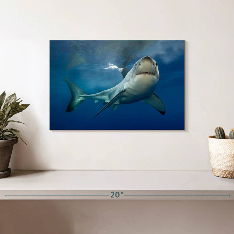 Brampt Shark Pursuit, 8" H x 12" W