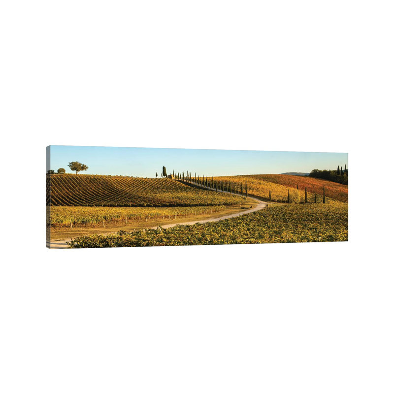 Italy, Tuscany, Vineyard, Late Light by George Theodore - Wrapped Canvas Print, 30.48 cm H x 91.44 cm W x 1.91 cm D