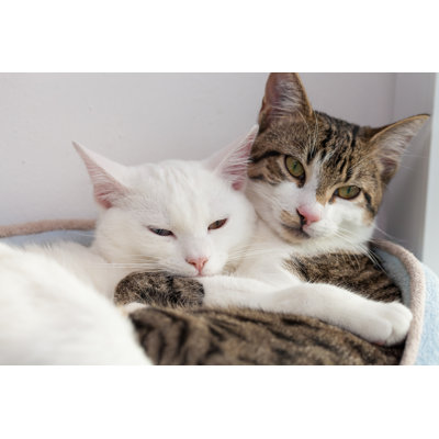 Deux chats câlins par W-Ings