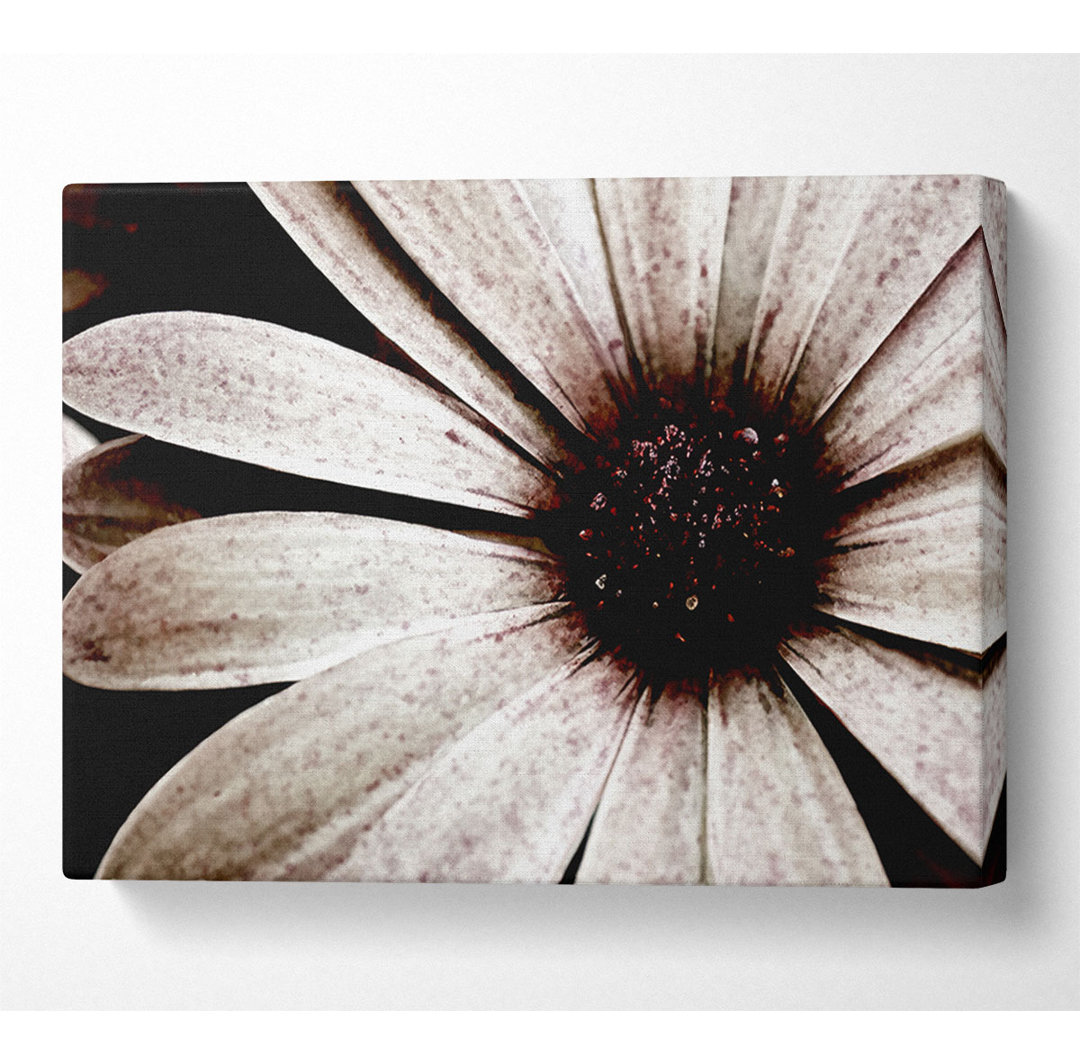 Cocoa Daisy Petals - Kunstdrucke auf Leinwand