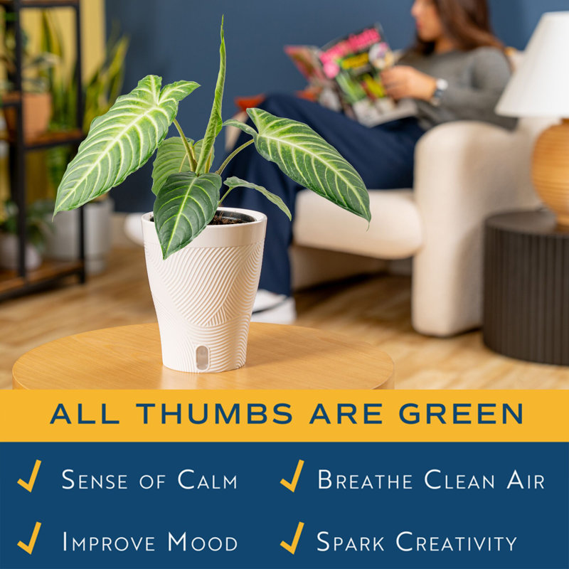 Xanthosoma in Ceramic Planter