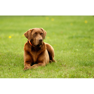 Chocolate Labrador Retriever by Tammyjerry6465 - Wrapped Canvas Print