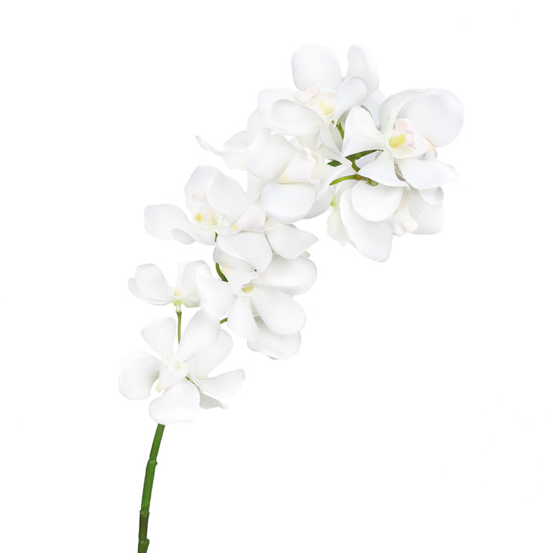 Tiges d'orchidées, Blanc