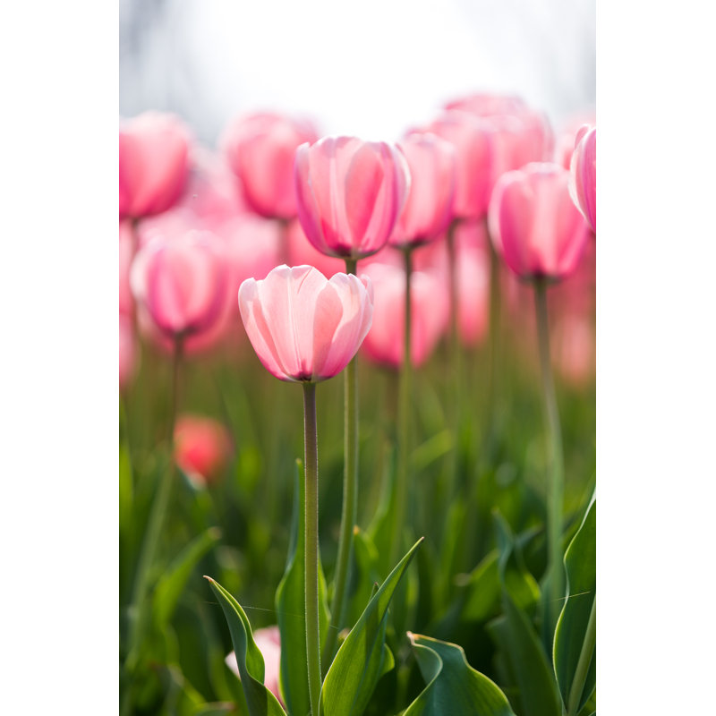 Tulipe, photographie sur toile tendue, H 18 po x l 12 po