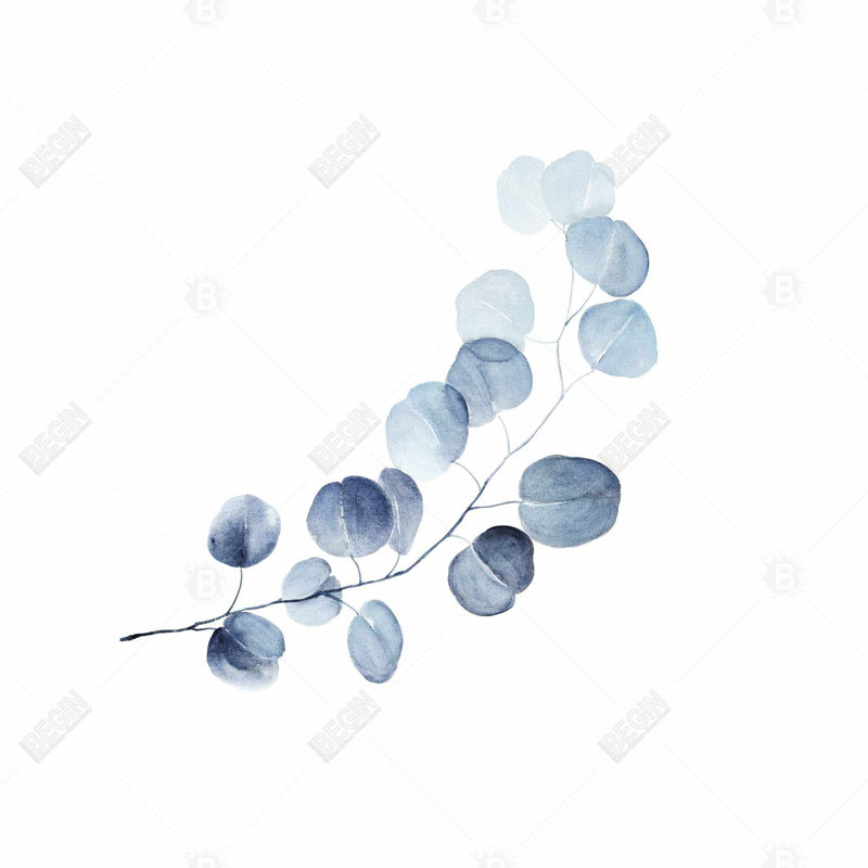 "Une branche d'eucalyptus"