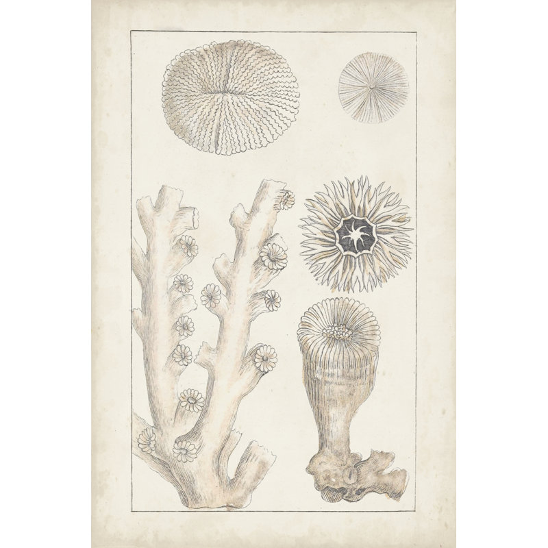 Antique White Coral III - Drawing, 30cm H x 20cm W, Wrapped Canvas