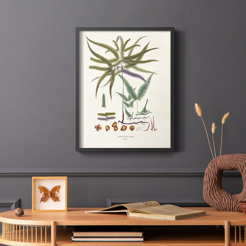 Botanical Society Ferns VIII, reproduction encadrée - bois massif, Noir, noir, noir, noir, H 14 po x l 11 po
