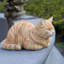 Chat tigré orange au repos-126248606