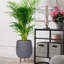 Honeycomb Style Egg Planter with Feet-99158589-57886056