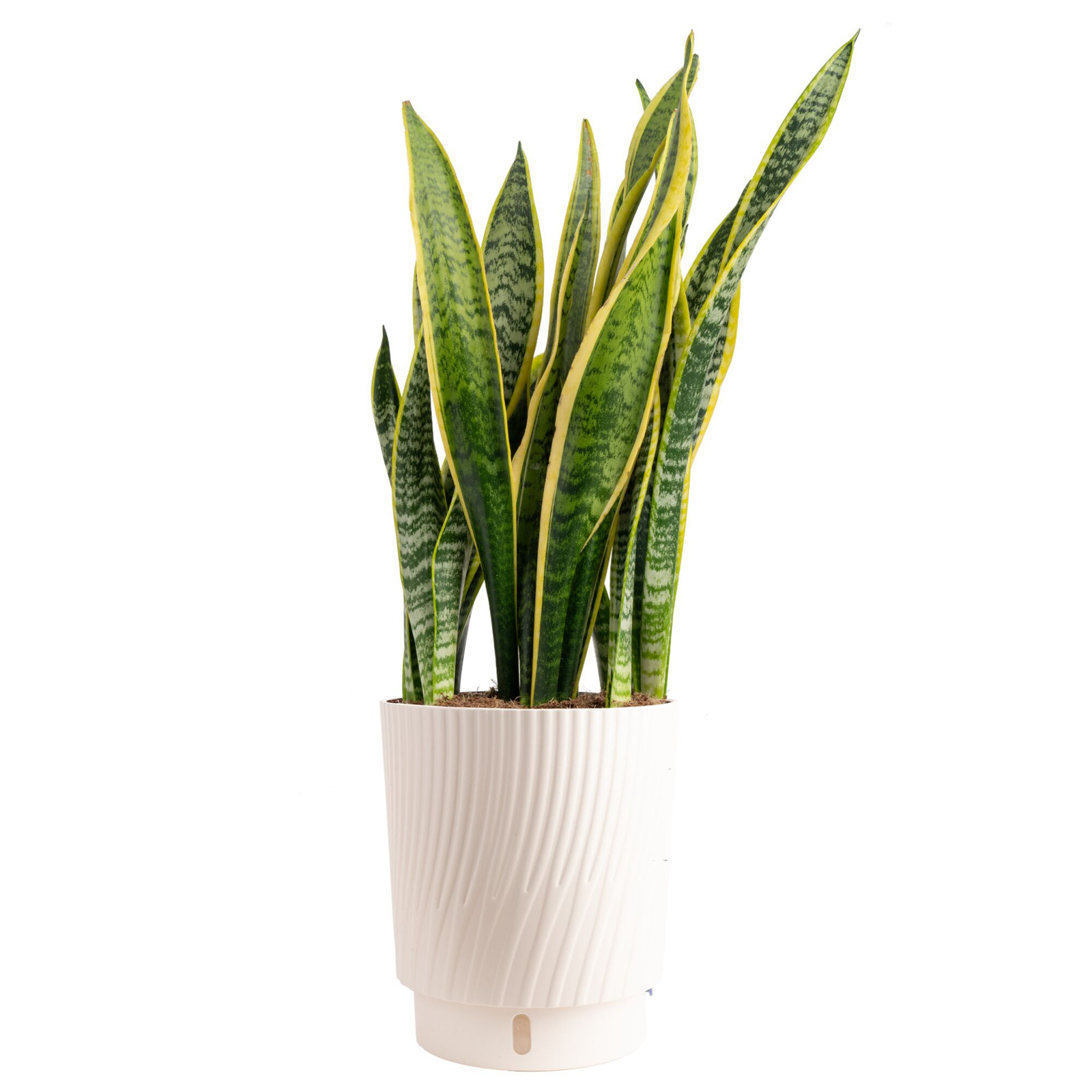 Costa Farms Sansevieria Laurentii Snake Plant