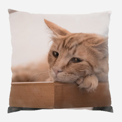 Coussin pour chat Cronk