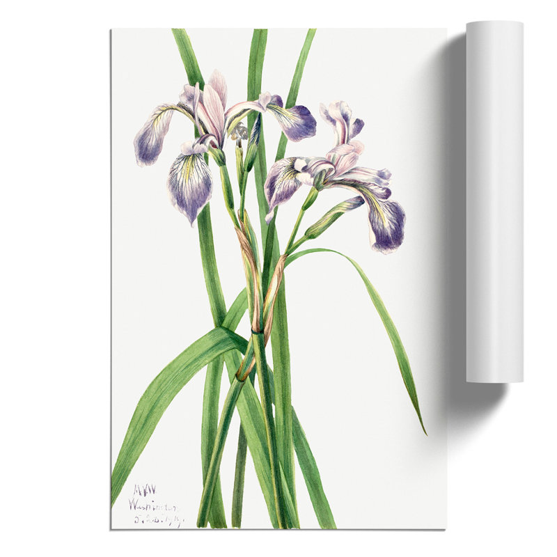 Blueflag Iris - No Frame Print, 59cm H x 42cm W x 0.1cm D