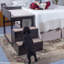Bunn Buddy Bunk Pet Staircase - For Beds and Couches