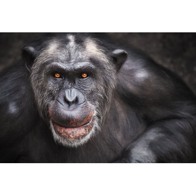 Old Male Chimpanzee by LordRunar - Wrapped Canvas Print