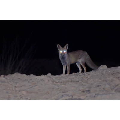 Anglee " Fox Night Vision "