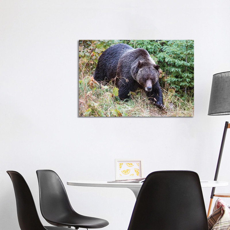 Grizzly Bear I by Matteo Colombo - Wrapped Canvas Print, 101.6 cm H x 66.04 cm W x 1.91 cm D