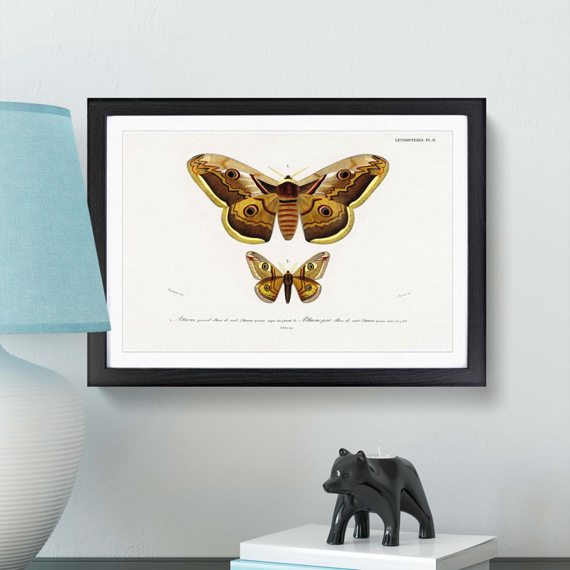 Emperor Moths Illustrations by Charles D' Orbigny - Picture Frame Painting Print, Black Framed, 27cm H x 36cm W x 2cm D