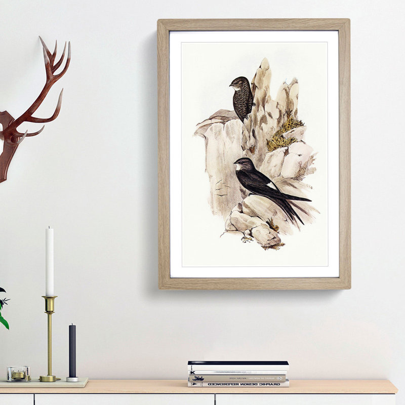 Australian Swift by Elizabeth Gould - Framed Print, 45cm H x 33cm W x 2cm D, Oak Framed