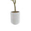 7FT Olive Tree KD