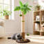  Arbre à chat Coconut Palm