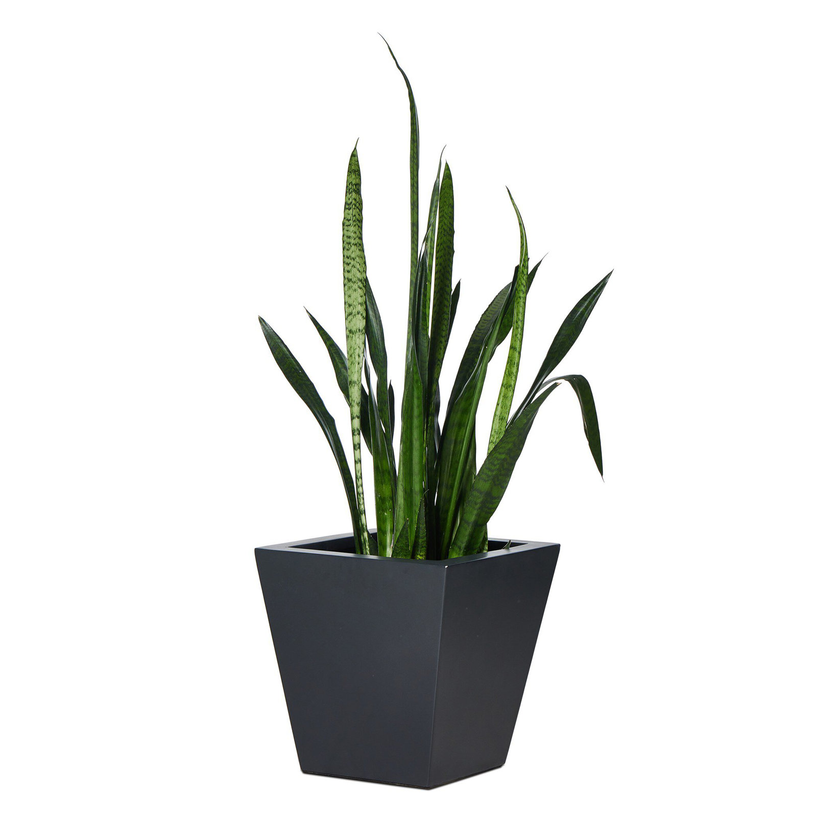 Nael Planter Box, 18" H x 18" W x 18" D, Black