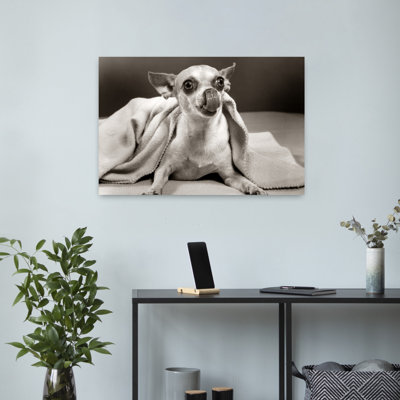 Mexican Chihuahua Dog Under Blanket Licking His Nose Tongue Classic Retro Vintage Dog Wall Art
