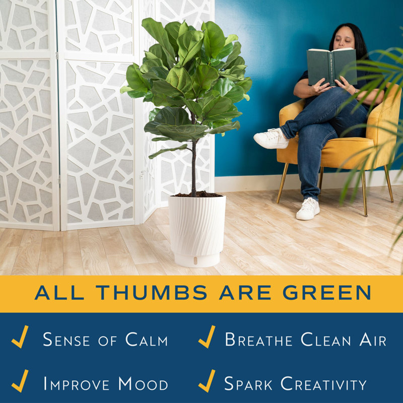Fiddle Leaf Fig Plant in Planter