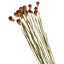 Ensemble de 4 globes séchés préservés amaranthe, 22 à 24 po de long, 16 pièces / paquet-834438040